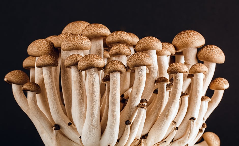 psilocybin therapy